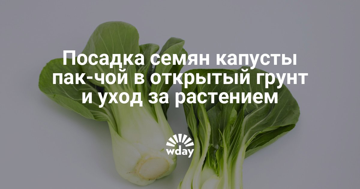 Выращивание капусты пак чой в открытом грунте