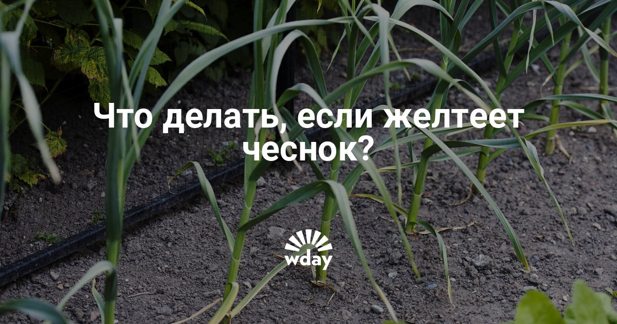 Если пожелтел чеснок чем поливать Если пожелтел чеснок чем поливать