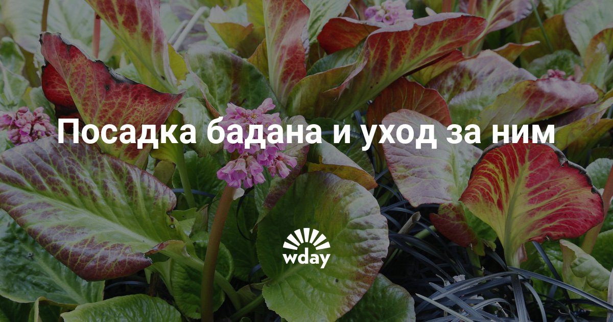 Бадан посадка и уход за ним Бадан посадка и уход за ним