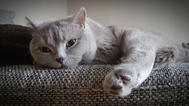 Как кормить британского кота Как кормить британского кота
