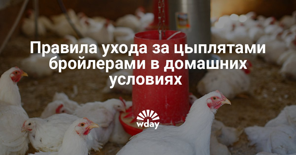 Уход за цыпленком бройлером Уход за цыпленком бройлером