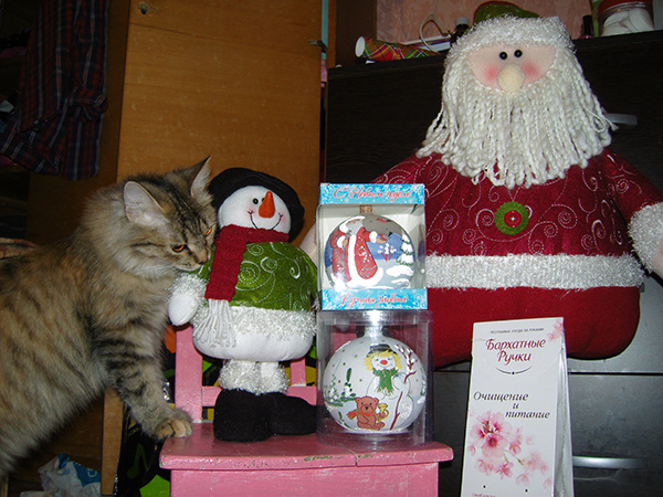 новогодние котики новогодние котики