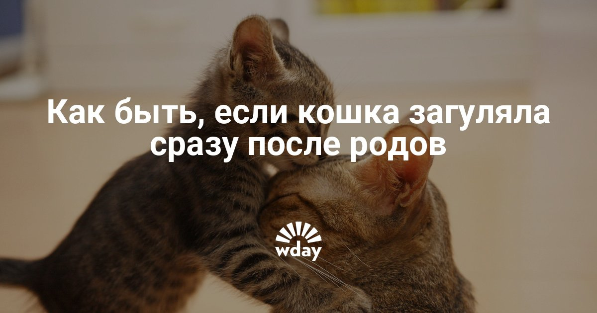 Что делать если моя кошка загуляла в домашних условиях 59