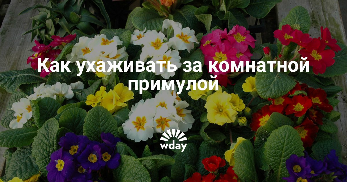 Цветок примула домашняя уход в домашних условиях Цветок примула домашняя уход в домашних условиях
