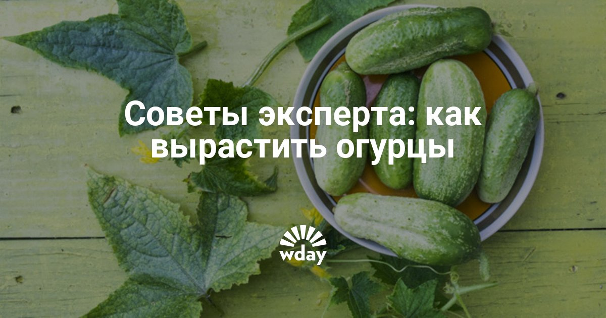 Сонник огурцы сажать в Сонник огурцы сажать в