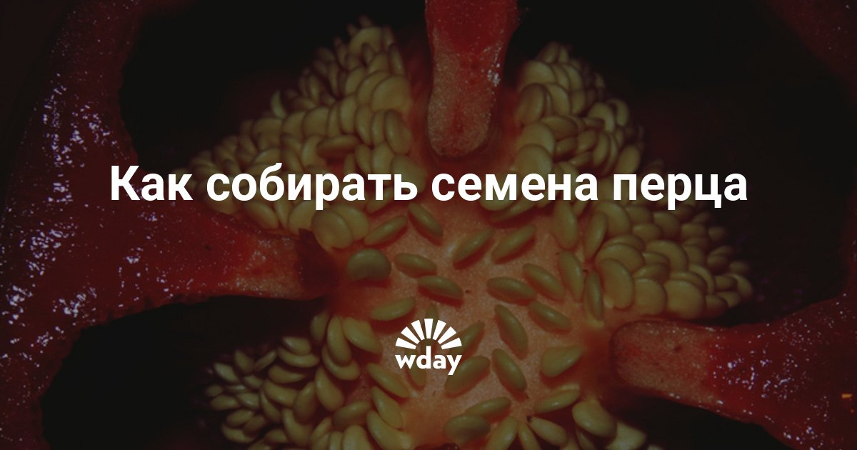 Как собрать семена перца в домашних условиях? Как получить семена перца правильно!