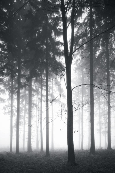 Фотообои Forest Dawn, Graham & Brown, студия «Артвилль». Фотообои Forest Dawn, Graham & Brown, студия «Артвилль».