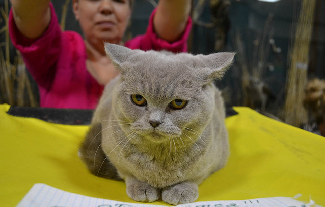 ярмурка кошек в Иркутске