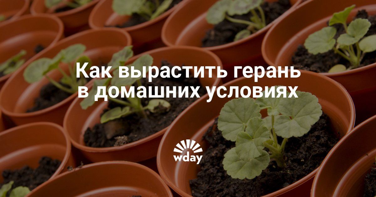 Герань. условия выращивания в домашних условиях Герань. условия выращивания в домашних условиях