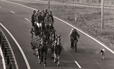  фотографии европа лошадях время нефтяного эмбарго 1973 