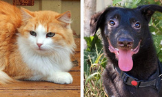 Котопёс недели: возьми из приюта жизнерадостного пса Дали или нежную кошку Манго