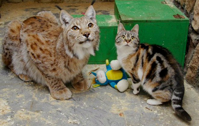 Рысь Линда и кошка Дуся Рысь Линда, кошка Дуся