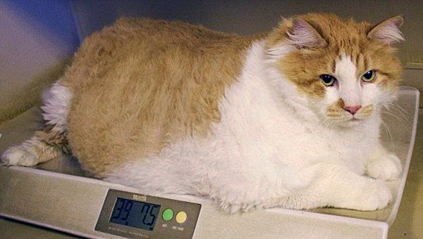 Кот с лишним весом Кот с лишним весом