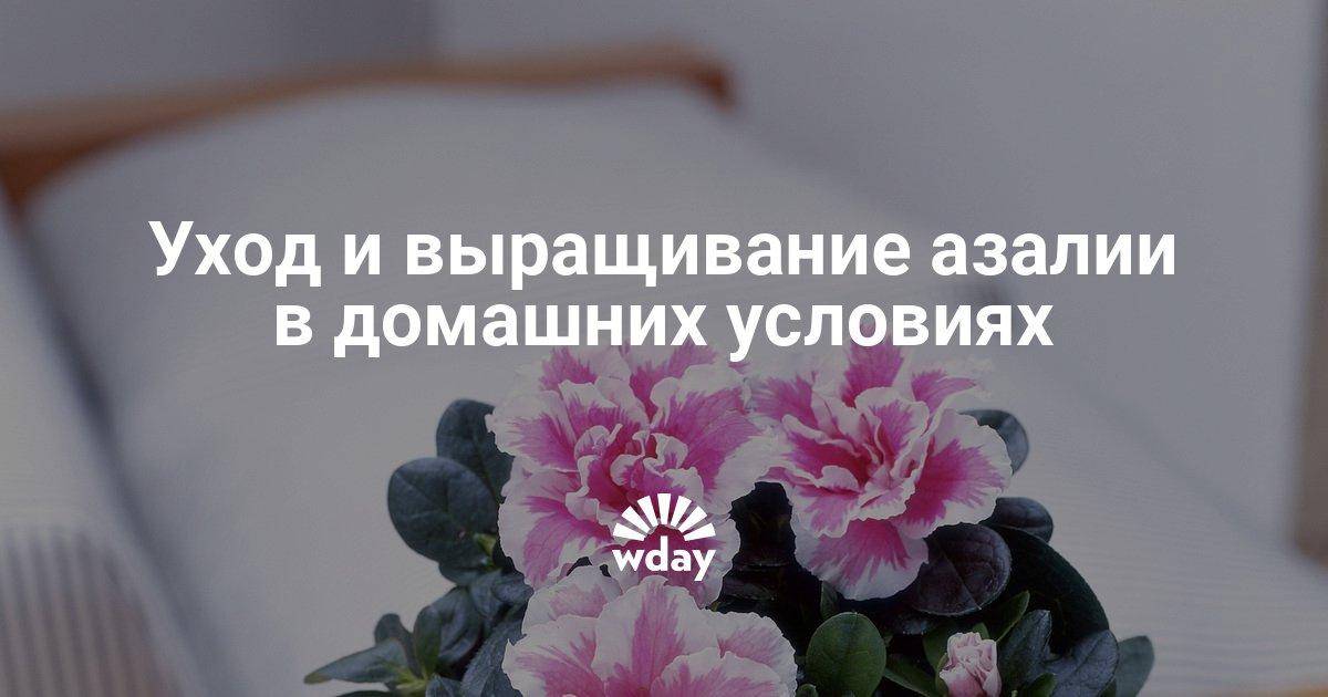 Уход и выращивание азалии в домашних условиях Уход и выращивание азалии в домашних условиях
