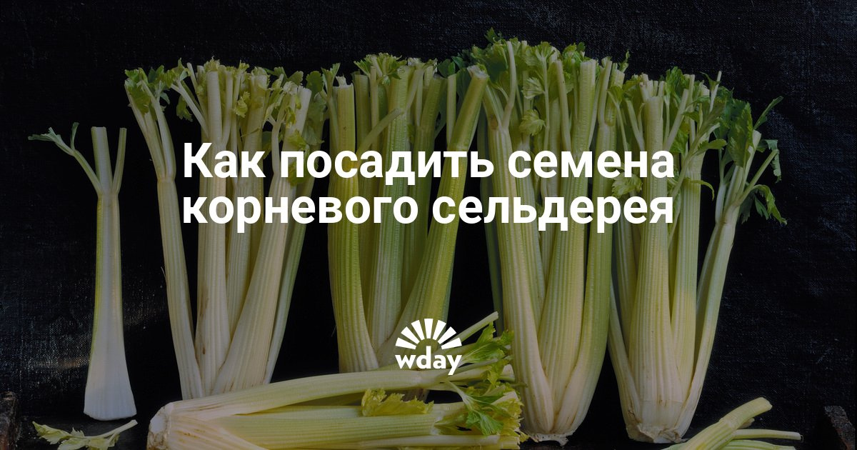 Как сажать семена сельдерея 24 Как сажать семена сельдерея 67