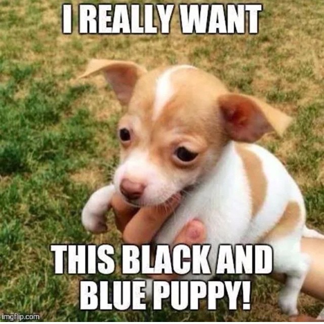 Я очень хочу этого черно-синего щеночка!