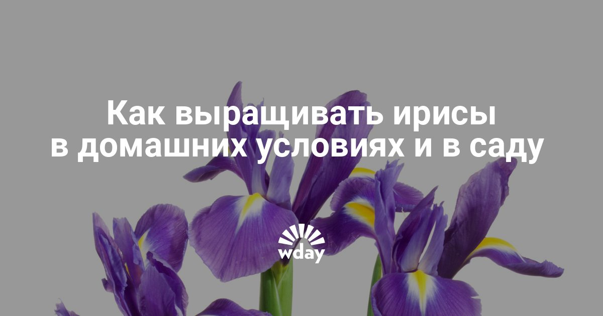 Как сажать ирисы из семян в домашних условиях 68