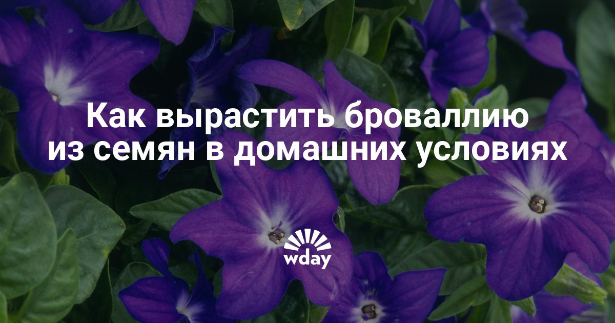 Броваллия выращивание из семян в домашних условиях Броваллия выращивание из семян в домашних условиях