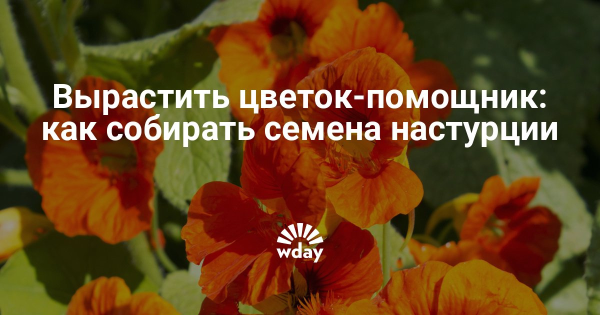 Как собрать семена настурции в домашних условиях Как собрать семена настурции в домашних условиях