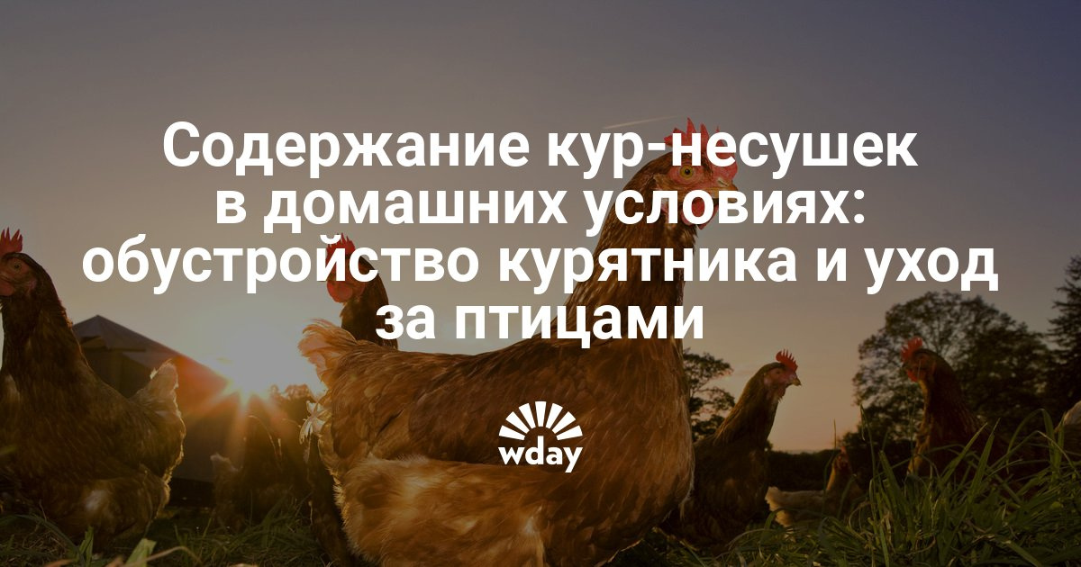 Курицы содержание в домашних условиях кормление 167 Курицы содержание в домашних условиях кормление 19
