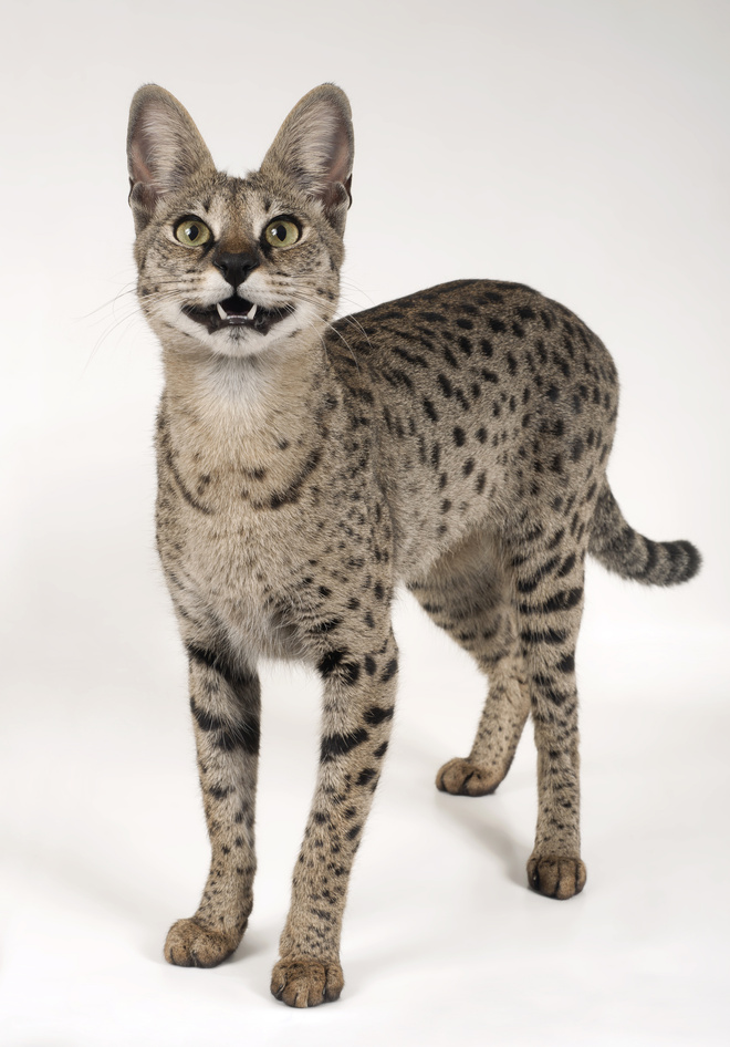 Кошка саванна кошка саванна