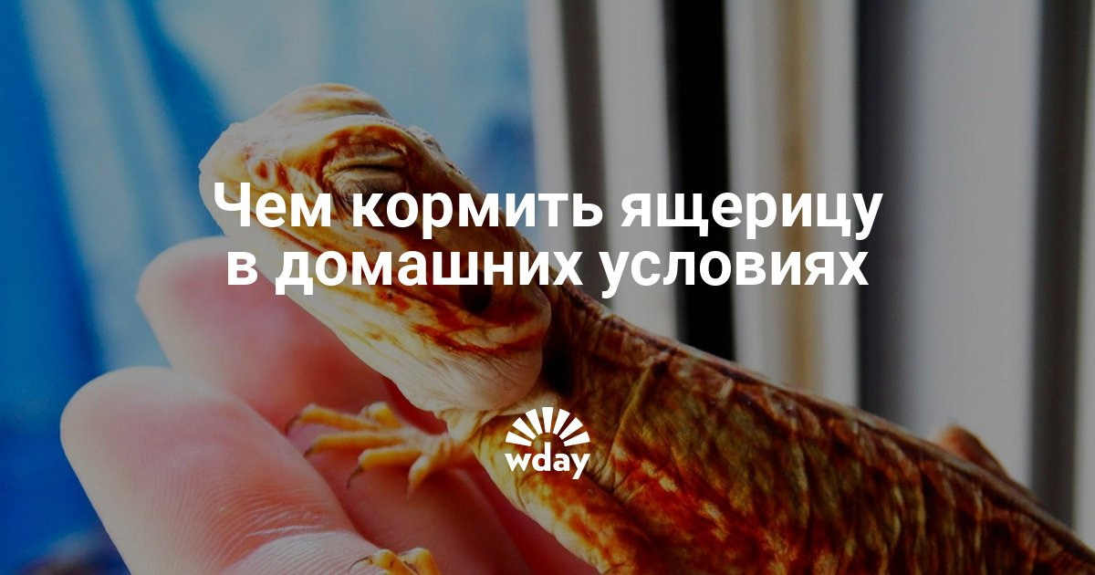 Чём кормить ящерицу в домашних условиях Чём кормить ящерицу в домашних условиях