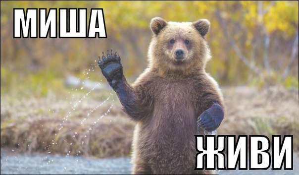 Спасение медведя в Томске Спасение медведя в Томске