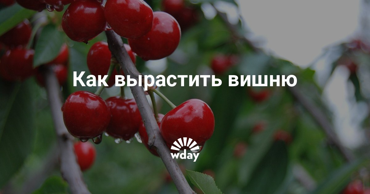Бизнес по выращиванию вишни 61