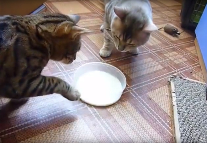 Вежливые котики из Красноярска Вежливые котики из Красноярска