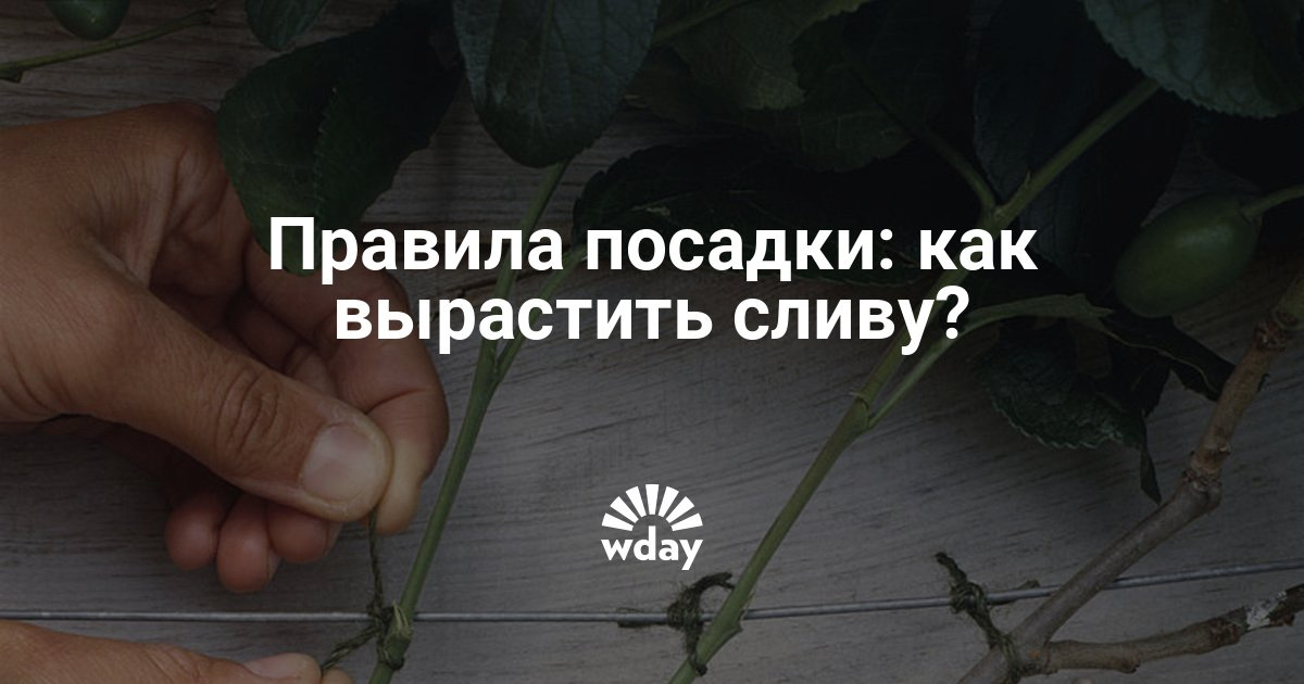 Размножение сливы зелёными черенками. Выращивание сливы из черенков Выращивание сливы : как размножить сливу отводками, черенками и корневой