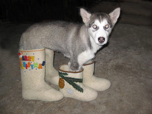 новогодние котики Серебро Севера