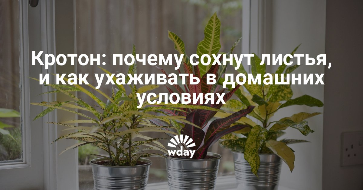 Спатифиллум уход в домашних условиях сохнут листья Спатифиллум уход в домашних условиях сохнут листья