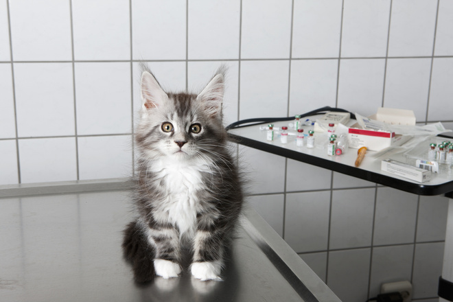 Кошка отрыгивает кошка отрыгивает
