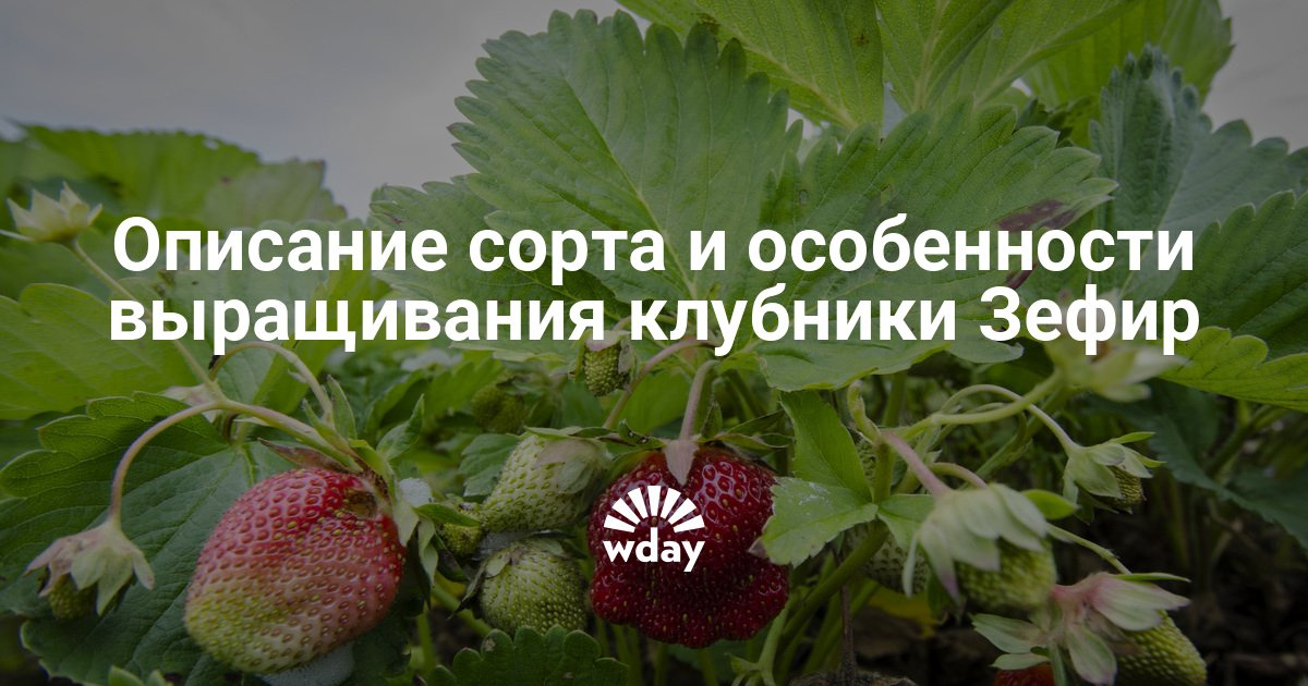 Сорт клубники зефир фото и описание отзывы Сорт клубники зефир фото и описание отзывы