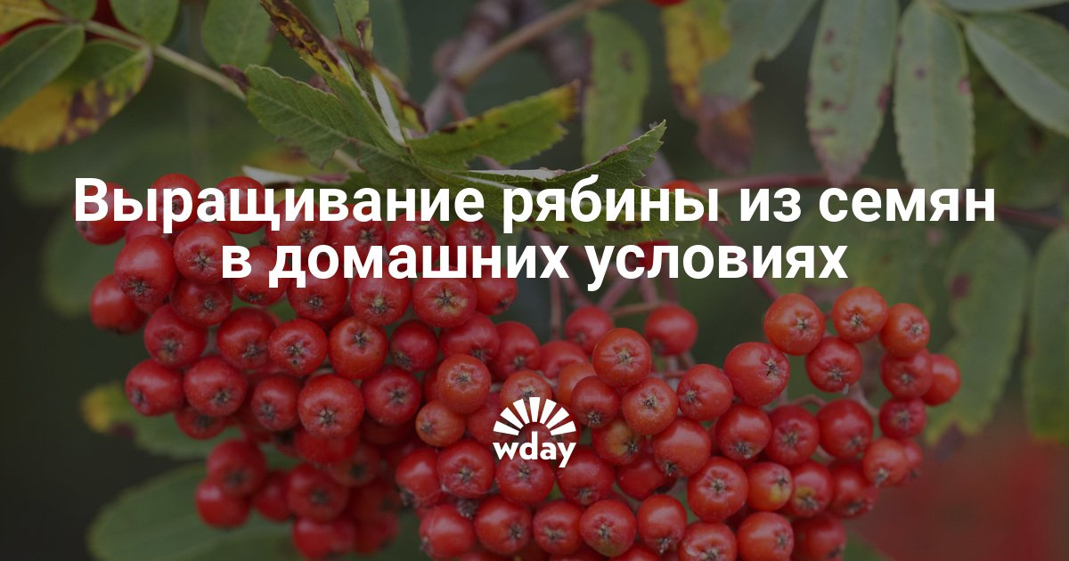 В чем почистить золото с фианитами в домашних условиях В чем почистить золото с фианитами в домашних условиях