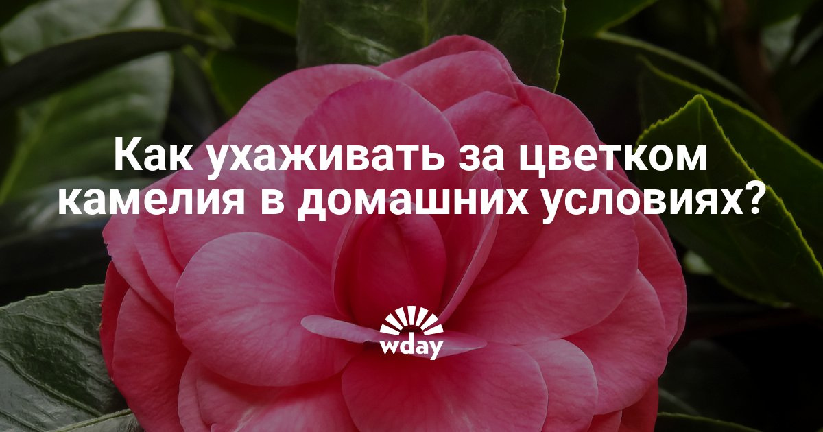Уход за камелиями цветы Уход за камелиями цветы