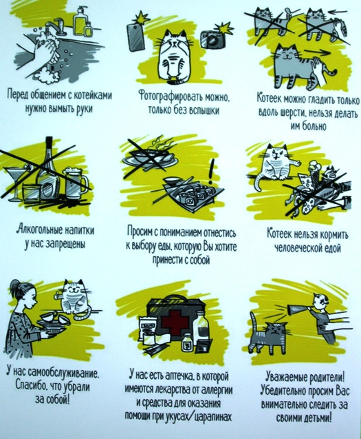 В Волгограде открылось первое котокафе Коты, кошки, котики, мурчалочки