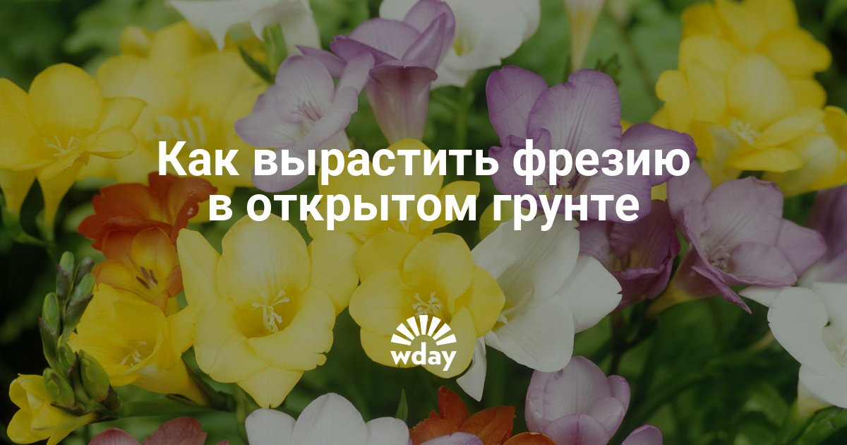 Как можно сделать тесто для печенья Как можно сделать тесто для печенья