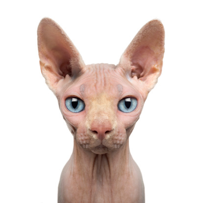 На каких кошек нет аллергии? на каких кошек нет аллергии