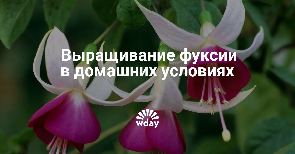 Как выращивать фуксию в домашних условиях 132 Как выращивать фуксию в домашних условиях 226