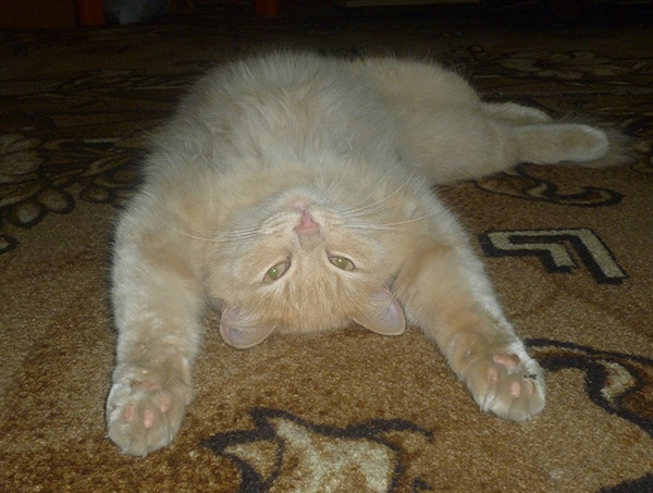 Коты и кошки Екатеринбурга Коты и кошки Екатеринбурга