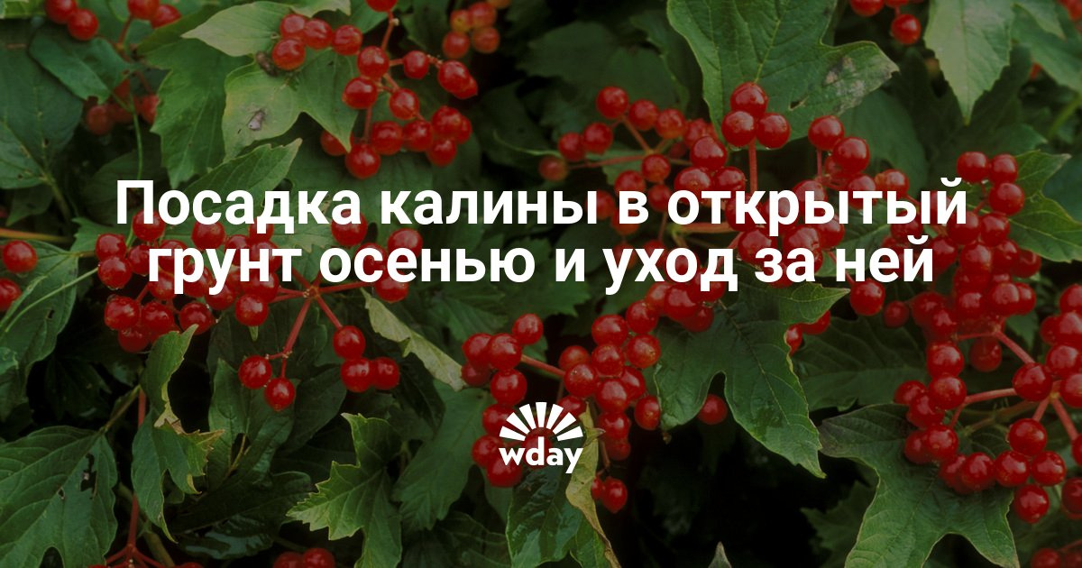Посадка красной калины весной: выращивание, уход, обрезка, когда собирать Калина : посадка и уход открытом грунте, как размножается, выращивание