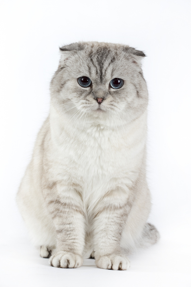 Шотландская вислоухая кошка шотландская вислоухая кошка