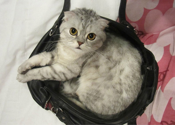 Коты и кошки Екатеринбурга Коты и кошки Екатеринбурга