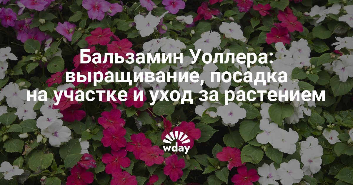 Недотрога посадка и уход Недотрога посадка и уход