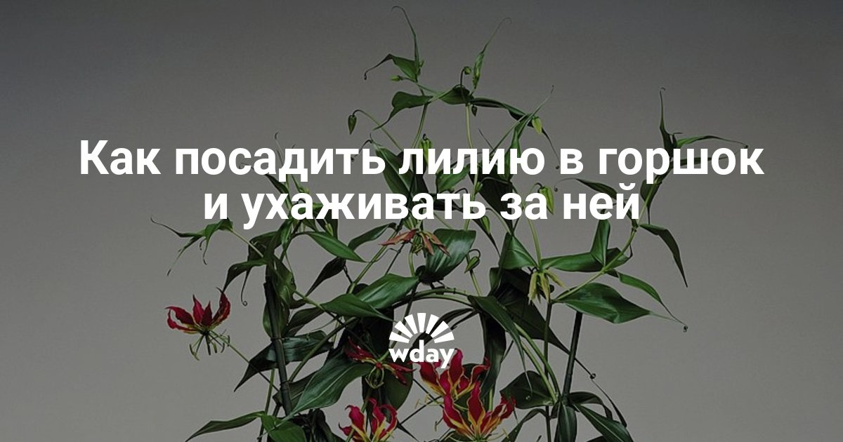 Как сажать лилии луковицами в горшок 3