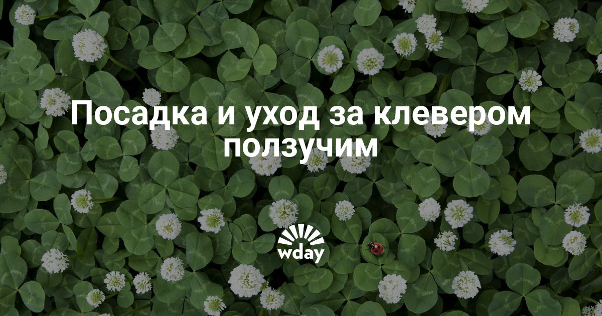 Посадка и уход за клевером Посадка и уход за клевером