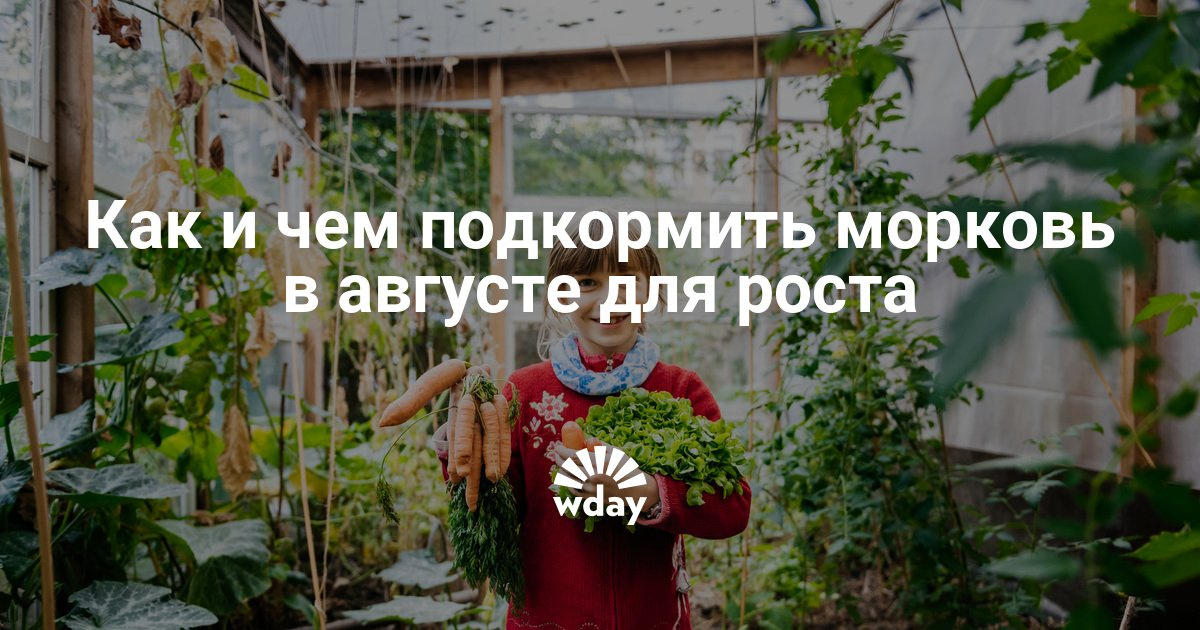 Чем подкормить морковь в период роста Чем подкормить морковь в период роста