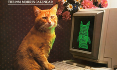  изумительный календарь 1986 котом винтажной техникой 