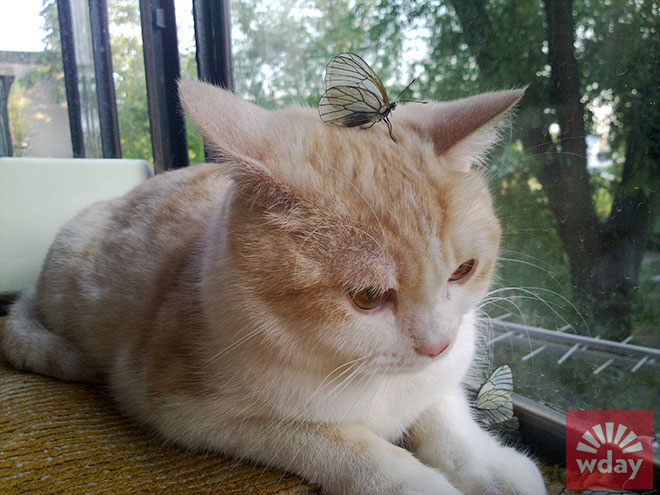 смешные коты фото смешные коты фото